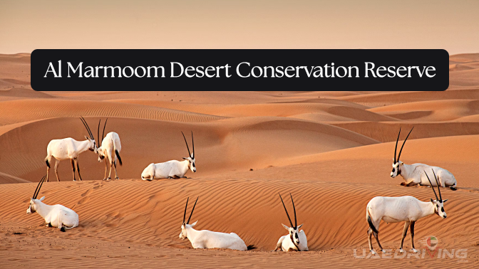 Al Marmoom Desert Conservation Reserve